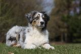 BERGER AUSTRALIEN PUPPIES 394